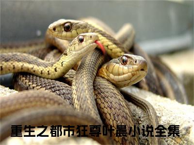 重生之都市狂尊叶晨最新完结免费阅读-重生之都市狂尊叶晨悬疑小说在线阅读