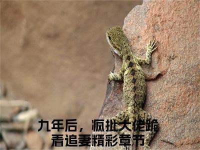 热门小说九年后，疯批大佬跪着追妻全文免费阅读无弹窗大结局-傅北萱厉霆骁全文无弹窗免费阅读大结局