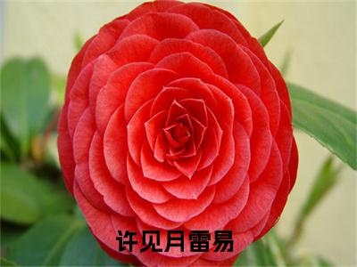 小说（一次遇见误终生）免费阅读-小说（许见月雷易）一次遇见误终生全文在线赏析最新章节列表_笔趣阁