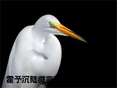 霍少的闪婚暖妻小说叫什么名字（霍予沉陆微言）完整版大结局-霍少的闪婚暖妻小说在线阅读