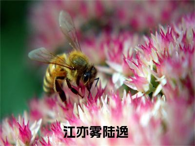 江亦雾陆逸小说(江亦雾陆逸)全文免费阅读无弹窗大结局_江亦雾陆逸小说免费阅读无弹窗最新章节列表_笔趣阁