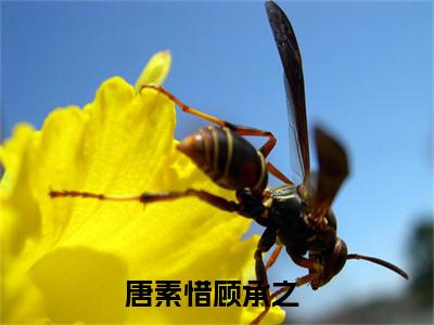 全章节完整《唐素惜顾承之》全文阅读《唐素惜顾承之》