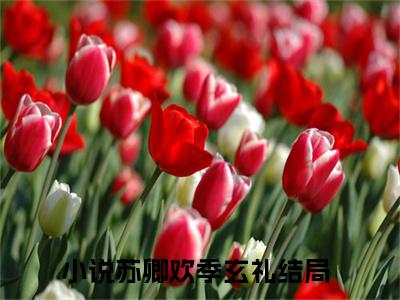 苏卿欢季玄礼（苏卿欢季玄礼）小说全文免费阅读正版无弹窗 苏卿欢季玄礼全文无弹窗阅读