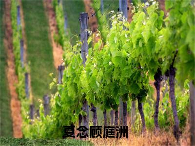 夏念顾庭洲全文免费阅读大结局-（夏念顾庭洲）最新章节列表在线阅读