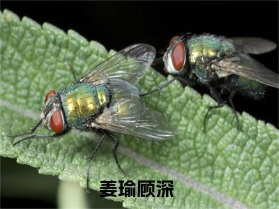 姜瑜顾深热门榜单小说 姜瑜顾深完本小说无弹窗免费阅读