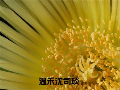 温禾沈司琰（温禾沈司琰）正版免费小说-温禾沈司琰抖音新上热文分享