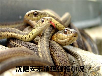 主角是沈随安宋清蕴的小说叫什么名字沈随安宋清蕴-老书虫书荒推荐热点小说（沈随安宋清蕴）
