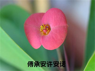 傅承安许安诺小说免费阅读-热点小说榜单推荐傅承安许安诺