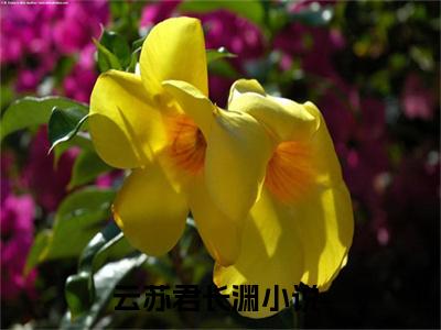 云苏君长渊（鬼手医妃：病娇邪王太粘人全文阅读）鬼手医妃：病娇邪王太粘人新书热荐免费小说