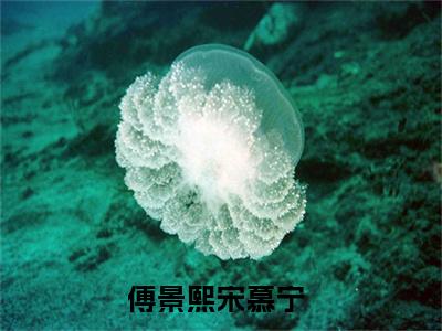 小说傅景熙宋慕宁全文免费阅读无弹窗大结局-傅景熙宋慕宁在线阅读
