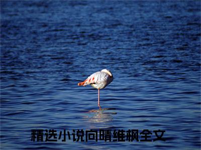 向晴维枫小说最新章节阅读 向晴维枫全文免费阅读最新章节大结局