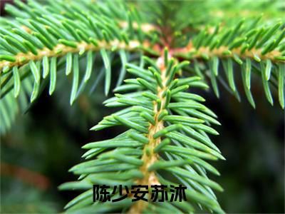 陈少安苏沐全文推荐阅读，陈少安苏沐热门榜单免费新书阅读
