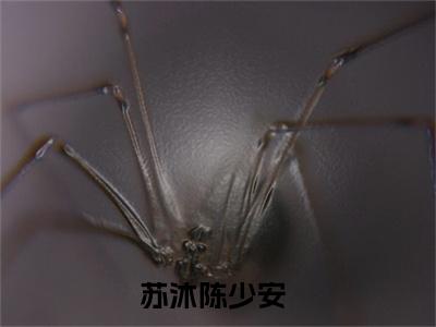 苏沐陈少安小说免费阅读-（苏沐陈少安）言情小说讲的是什么