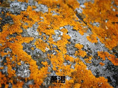 萧湛小说全文大结局-萧湛（负尽流年意难平）小说全文免费阅读
