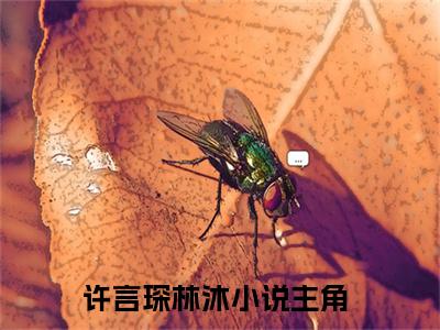 《许言琛林沐》小说好看吗-许言琛林沐最后结局如何《许言琛林沐》在线赏析全文