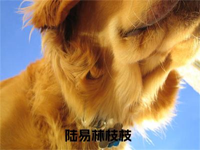 陆易林枝枝抖音完结版阅读《陆易林枝枝》最新章节目录好书推荐_(陆易林枝枝)