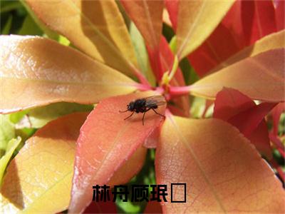 林舟顾珉瑄（林舟顾珉瑄）全文完整版免费阅读_（林舟顾珉瑄全文免费阅读）最新章节列表