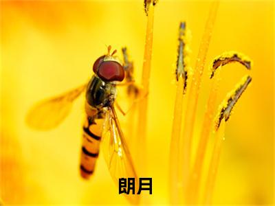 朗月（震惊！穿越后系统说它绑错了人？）全文免费阅读无弹窗大结局_（朗月全文阅读）震惊！穿越后系统说它绑错了人？无弹窗最新章节列表