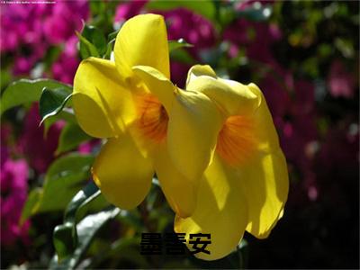 墨善安全文免费阅读大结局-重生，魔族混血龙崽是团宠最新章节阅读