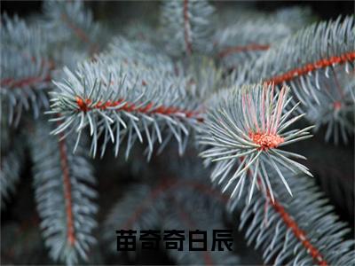 苗奇奇白辰（王妃脾气不太好）全文免费阅读_（王妃脾气不太好）苗奇奇白辰最新章节小说免费阅读_笔趣阁