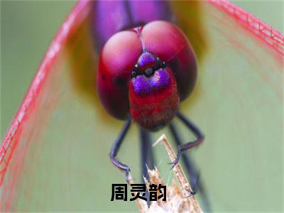 军婚甜蜜蜜：回到八零当学霸多人追热门小说周灵韵最新章节免费阅读