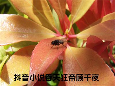 《热门小说吞天狂帝顾千夜》最新章节by吞天狂帝顾千夜完整版在线阅读
