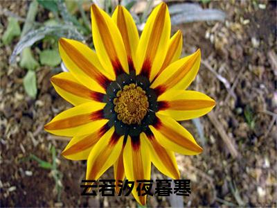 主角为云若汐夜暮寒的小说-云若汐夜暮寒小说全文免费阅读