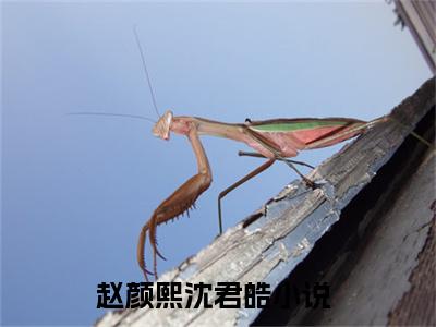 全网热搜小说（赵颜熙沈君皓）的小说完整版免费阅读 主角是赵颜熙沈君皓无弹窗免费阅读