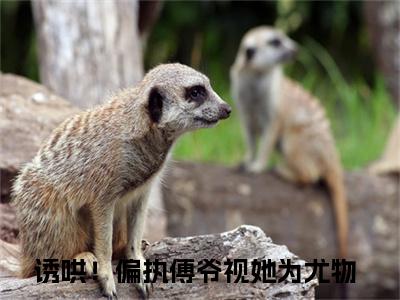 诱哄！偏执傅爷视她为尤物小说在哪里可以看宋云熙时川-小说《宋云熙时川》诱哄！偏执傅爷视她为尤物免费阅读
