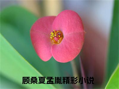 顾桑夏孟胤（顾桑夏孟胤）完整版小说阅读_顾桑夏孟胤全文免费阅读最新章节列表_笔趣阁