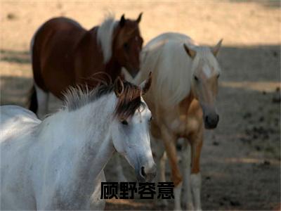 顾野容意最新（顾野容意 ）全文免费阅读无弹窗大结局笔趣阁