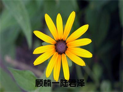 顾楠一陆君泽（让所有美好都留在旧时光里）全文免费阅读无弹窗_顾楠一陆君泽小说免费阅读_笔趣阁