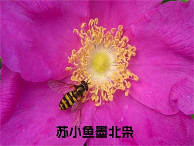 苏小鱼墨北枭小说全文免费阅读-苏小鱼墨北枭（苏小鱼墨北枭）小说最新章节