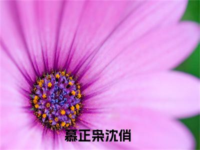 慕正枭沈俏小说全文免费阅读无弹窗-（慕正枭沈俏阅读无弹窗）穿越小说免费阅读_笔趣阁