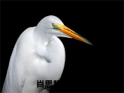 （肖思哲冷清月）全文免费阅读无弹窗大结局_肖思哲冷清月免费最新章节列表_笔趣阁