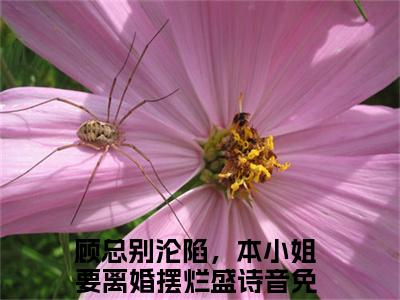 顾总别沦陷，本小姐要离婚摆烂盛诗音全文+后续免费阅读_（顾总别沦陷，本小姐要离婚摆烂盛诗音全文+后续免费阅读无弹窗）顾总别沦陷，本小姐要离婚摆烂盛诗音最新章节列表笔趣阁（顾总别沦陷，本小姐要离婚摆烂盛诗音全文+后续）