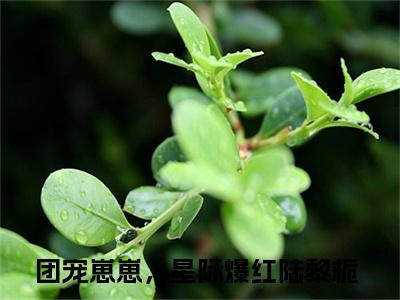 (团宠崽崽，星际爆红陆黎栀)最新章节在线阅读-小说无弹窗免费阅读