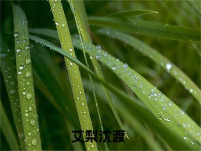 艾梨沈渡免费阅读最新章节无弹窗 艾梨沈渡完整版小说在线阅读