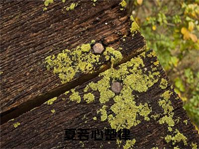 夏若心楚律（夏若心楚律）全文免费阅读无弹窗大结局_夏若心楚律小说全文免费阅读最新章节列表_笔趣阁（夏若心楚律）