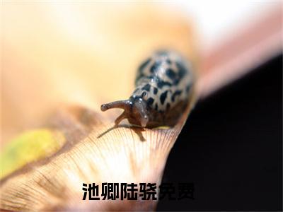 池卿陆骁（池卿陆骁）全文免费阅读无弹窗大结局_（池卿陆骁）最新章节列表笔趣阁（池卿陆骁）