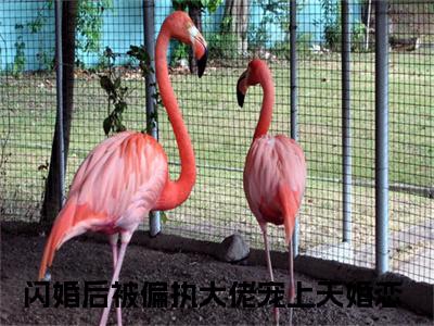 林宛溪墨煜城（闪婚后被偏执大佬宠上天）全文免费阅读无弹窗大结局_林宛溪墨煜城热门小说最新章节阅读