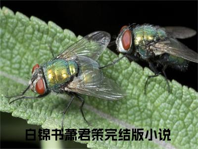 白锦书萧君策全文免费阅读无弹窗大结局_白锦书萧君策(白锦书萧君策)小说结局免费阅读（白锦书萧君策）