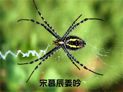宋慕辰姜吟免费正版小说完整版阅读-宋慕辰姜吟最新章节在线阅读