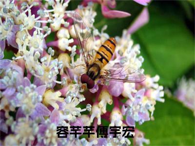 容芊芊傅宇宏小说免费阅读-（容芊芊傅宇宏）言情小说容芊芊傅宇宏讲的是什么