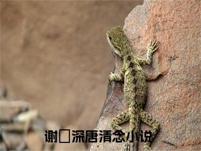 谢璟深唐清念精选小说大结局阅读_谢璟深唐清念免费阅读最新章节列表