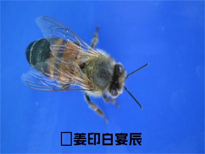 姜印白宴辰全集小说完整版大结局-小说姜印白宴辰全文完整版免费阅读