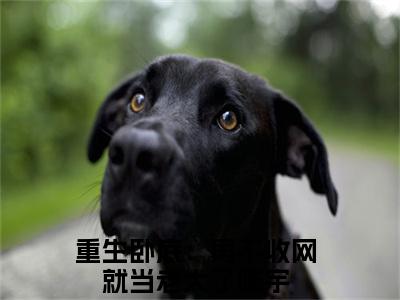 重生卧底：再不收网就当老大了陈宇（重生卧底：再不收网就当老大了陈宇）全文阅读完整版_重生卧底：再不收网就当老大了陈宇（重生卧底：再不收网就当老大了陈宇）小说免费阅读大结局无删减（重生卧底：再不收网就当老大了陈宇）