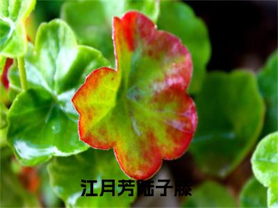 江月芳陆子滕在线阅读（江月芳陆子滕小说）全文免费阅读无弹窗大结局_江月芳陆子滕免费最新章节列表_笔趣阁（江月芳陆子滕小说）