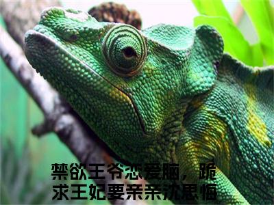 禁欲王爷恋爱脑，跪求王妃要亲亲沈思悔小说无广告免费阅读无删减