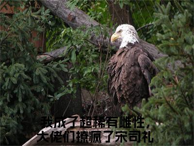 我成了超稀有雌性，大佬们撩疯了宋司礼最新章节（我成了超稀有雌性，大佬们撩疯了宋司礼免费阅读）-我成了超稀有雌性，大佬们撩疯了宋司礼小说在线阅读完整版